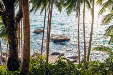 Tropical island,coconut and palm trees by the sea on the island
