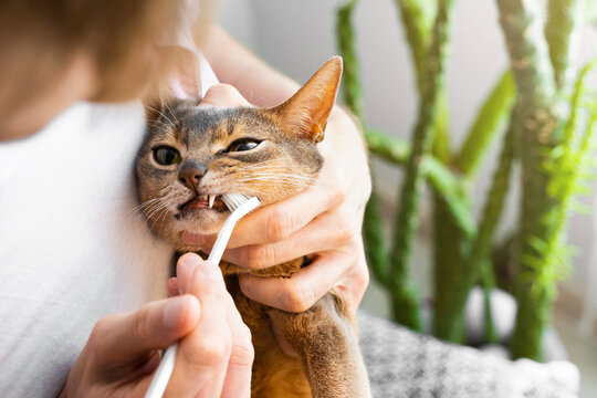 Man in white t-shirt brushing cute blue Abyssinian cat's teeth at home. Lifestyle and daily routine pet care concept. Copy space.