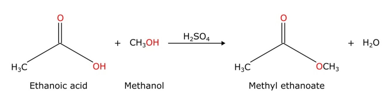 Dehydration reaction between ethanoic acid (carboxylic acid) and methanol (alcohol) to give methyl ethanoate esterfication of acetic acid and methyl alcohol Methyl acetate organic chemistry chemical