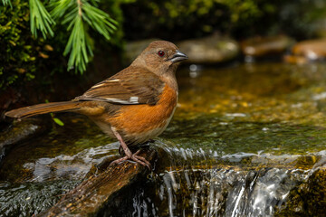 Female Eastern Towhee by a stream
