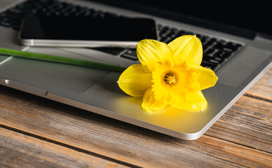 Close-up, yellow narcissus flower on a laptop keyboard.