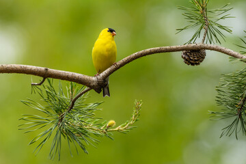 American Goldfinch
