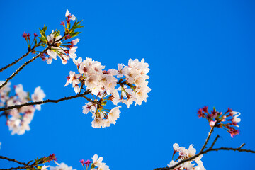 蓮華寺池公園の満開の桜