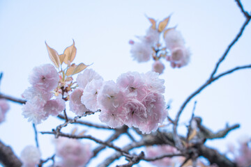 蓮華寺池公園の満開の桜