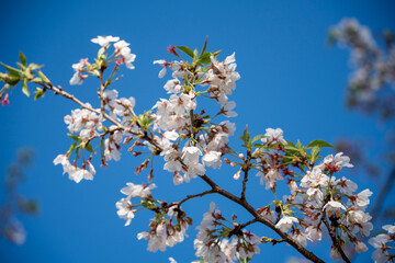 蓮華寺池公園の満開の桜