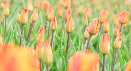 A field with unopened tulips. Tulip buds close up. Natural background with spring flowers, meadow or flower bed. World Tulip Day