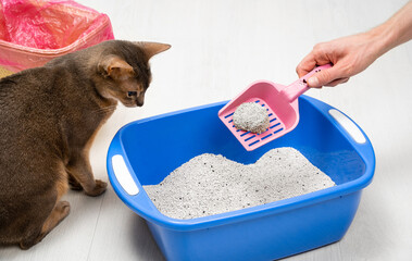Man cleaning cat litter tray at home, closeup. Cute blue Abyssinian cat sits by the Bright pet tray...