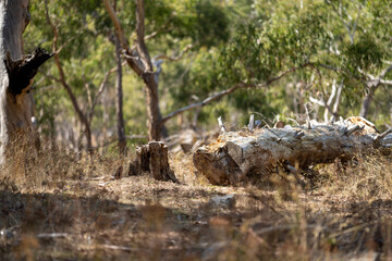 Trees and shrubs in the Australian bush forest. Gumtrees and native plants growing in Australia 