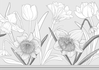 White daffodils and tulips flowers, the early spring flowers. Seamless border pattern, linear ornament, ribbon Vector illustration. In botanical style