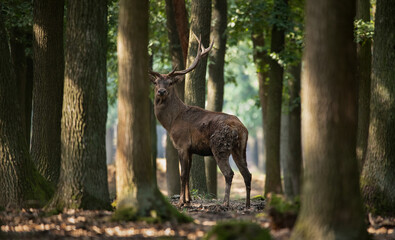 The European Red Deer (Cervus elaphus) in the wild in a forest in the Lusatian Mountains in the...