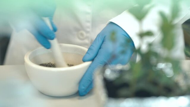 crushing herbs with a mortar. genetic research in a scientific biochemical laboratory