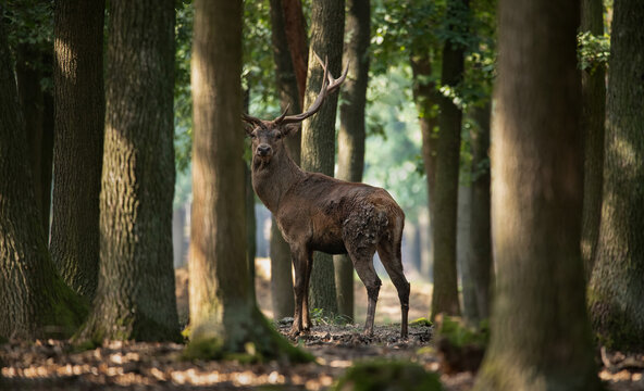 The European Red Deer (Cervus elaphus) in the wild in a forest in the Lusatian Mountains in the Czech Republic.