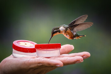 mulsant hummingbird female feeding on hand feeder © David Gallo