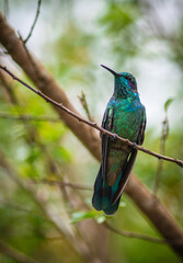 thalassinus  hummingbird green emerald