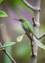 green hummingbird  emerald 