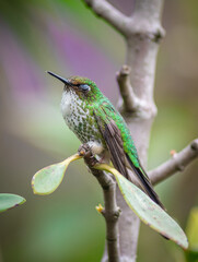 sleeping green hummingbird  emerald 