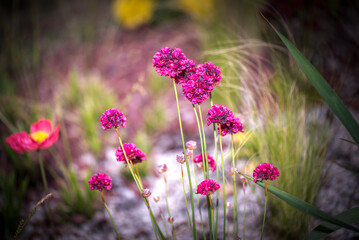 Nameless red flower in the garden