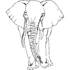 Line art elephant vector illustration. 