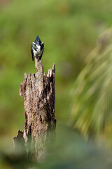 Amazon Kingfisher about to dive in river to catch fish