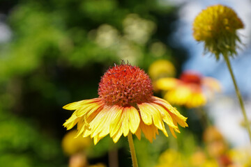 A beautiful blanket flower in a garden