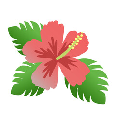 綺麗なハイビスカス