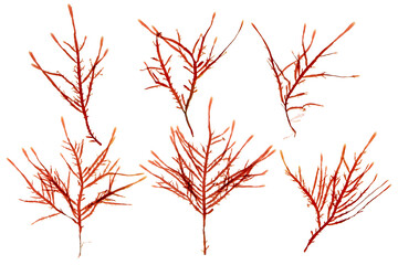 Red seaweed or rhodophyta branches set isolated transparent png. Red algae.