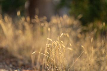 native seed heads on grass on a regenerative farm in australia in summer