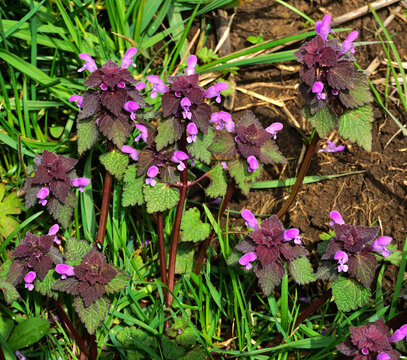 Purpurrote Taubnessel; Lamium purpureum; purple deadnettle;
