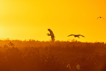 Florida wading birds coming in the roost as the sun sets