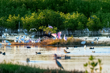 Flock of wading birds feedning in the shallow water with Roseate Spoonbills