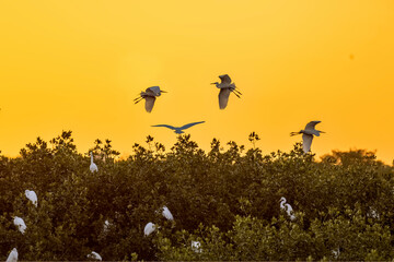Florida wading birds coming in the roost as the sun sets