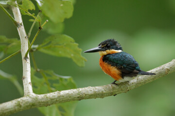 American Pygmy Kingfisher about to dive in river to catch fish