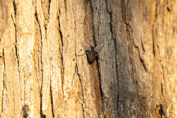 Trees and shrubs in the Australian bush forest. Gumtrees and native plants growing in Australia 