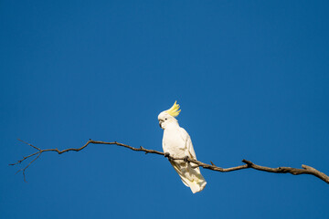 cockatoo and corella sitting on a branch in a gum tree in the bush in australia 