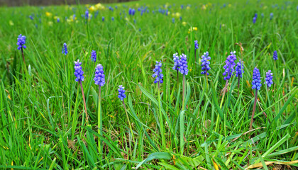 Traubenhyazinthe; muscari; hyacinth