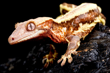 Crested gecko (Correlophus ciliatus)