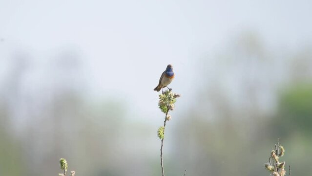 Bluethroat - Luscinia svecica , colorful blue chested songbird