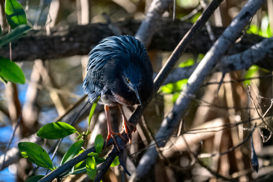 Green heron staring at the water in serch of food