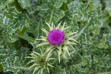 Blossom of a wild thistle in a green field, close up.
