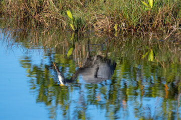 Blue heron reflection in the lagoon water