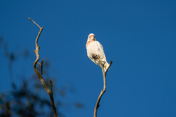 cockatoo and corella sitting on a branch in a gum tree in the bush in australia 