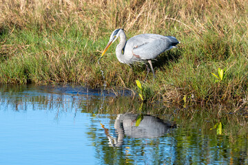 Blue heron feeding along the shore catching dinner