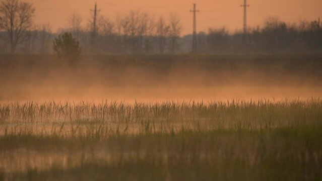 Beautiful morning fog in swamp