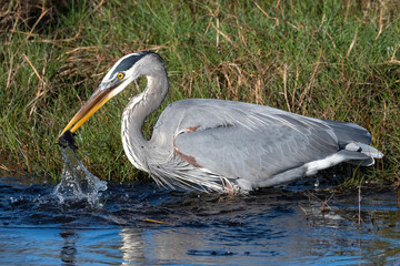 Blue heron feeding along the shore catching dinner