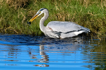 Blue heron feeding along the shore catching dinner