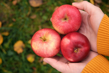 Farmer's Hand Holding Big Red Apples on Apple Basket Background. Apple Orchard. Harvesting. Picking Fresh Organic Fruit. Autumnal Crop. Fruit Garden at Fall Harvest. Autumn Cloudy Day, Soft Shadow 4K