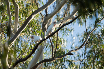 cockatoo and corella sitting on a branch in a gum tree in the bush in australia 