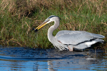 Fototapeta premium Blue heron feeding along the shore catching dinner