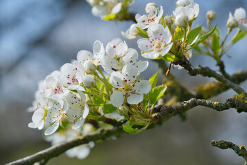 Fruit tree blossoms in spring, macro, close-up, apple, cherry, pear