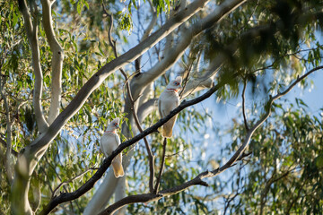 cockatoo and corella sitting on a branch in a gum tree in the bush in australia 